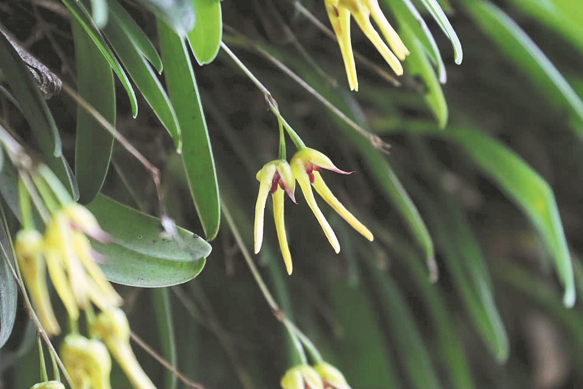 The Bulbophyllum wolongense, identified as a new species of orchid. [Photo/China Daily]
