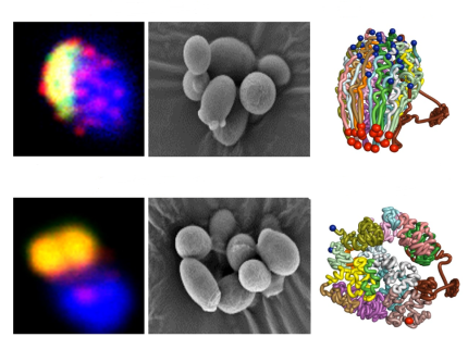 World's First Artificial Single-chromosome Eukaryotic Cell Created