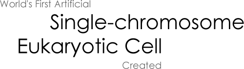 World's First Artificial Single-chromosome Eukaryotic Cell Created