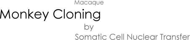 Macaque Monkey Cloning by Somatic Cell Nuclear Transfer