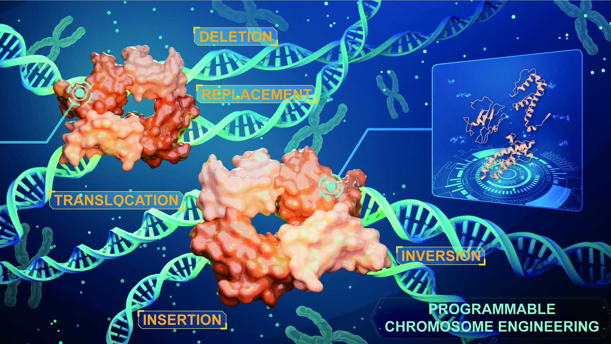 Scientists Achieve Megabase-Scale Precision Genome Editing in Eukaryotic Cells