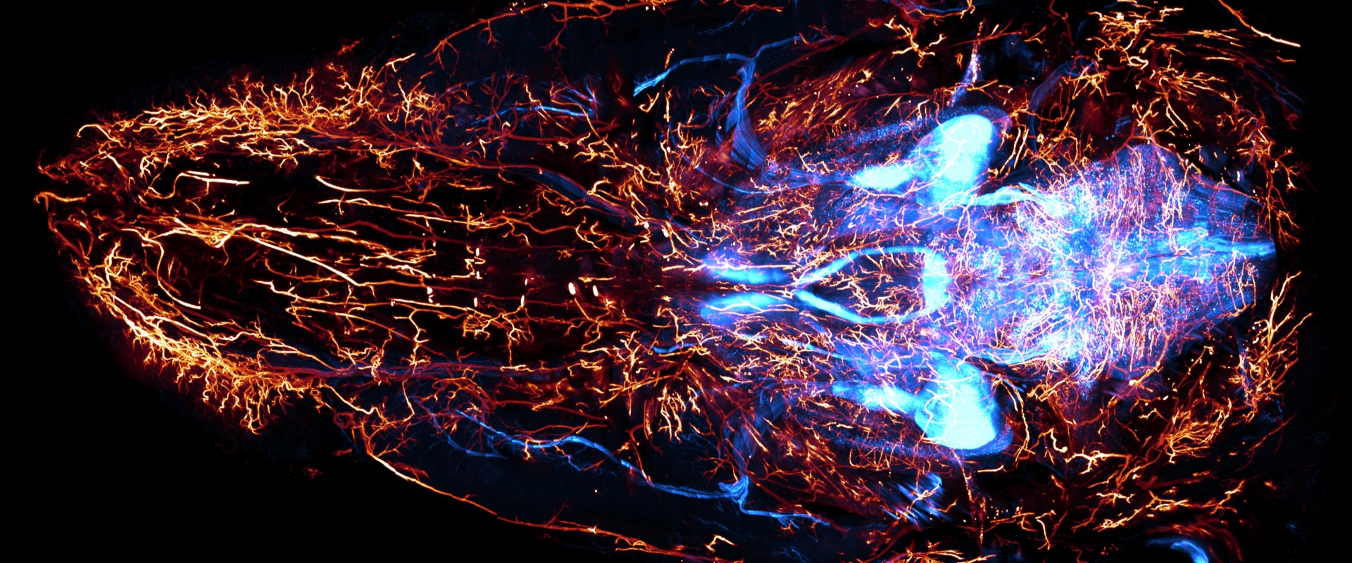 Researchers Achieve High-Definition Panoramic Imaging of Entire Mouse Body and Map Peripheral Nerves at Subcellular Resolution
