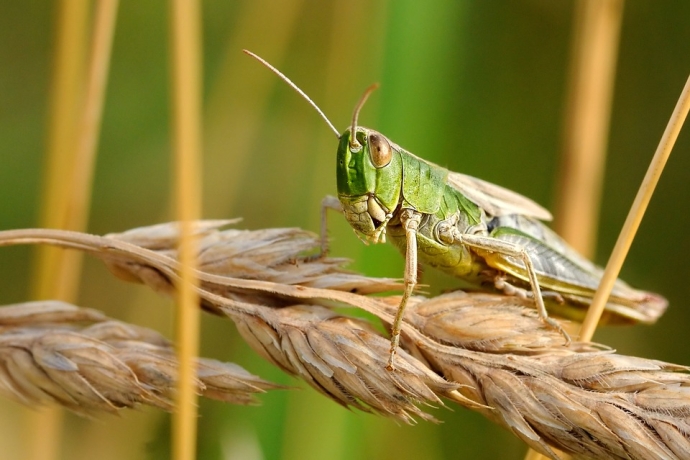 desert locust.jpg