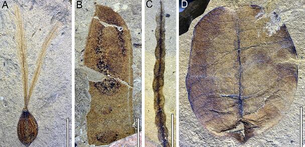 Selected fossil plant taxa.jpg