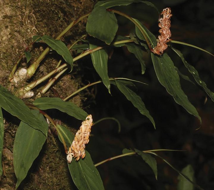 A Glimpse in the Flora of Southeast Asia Puts a Spotlight on Its Conservation