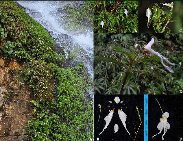 Two New Species of Balsaminaceae Reported from Northeern Myanmar
