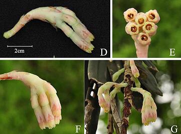 A New Species of Ericaceae Reported from Northern Myanmar