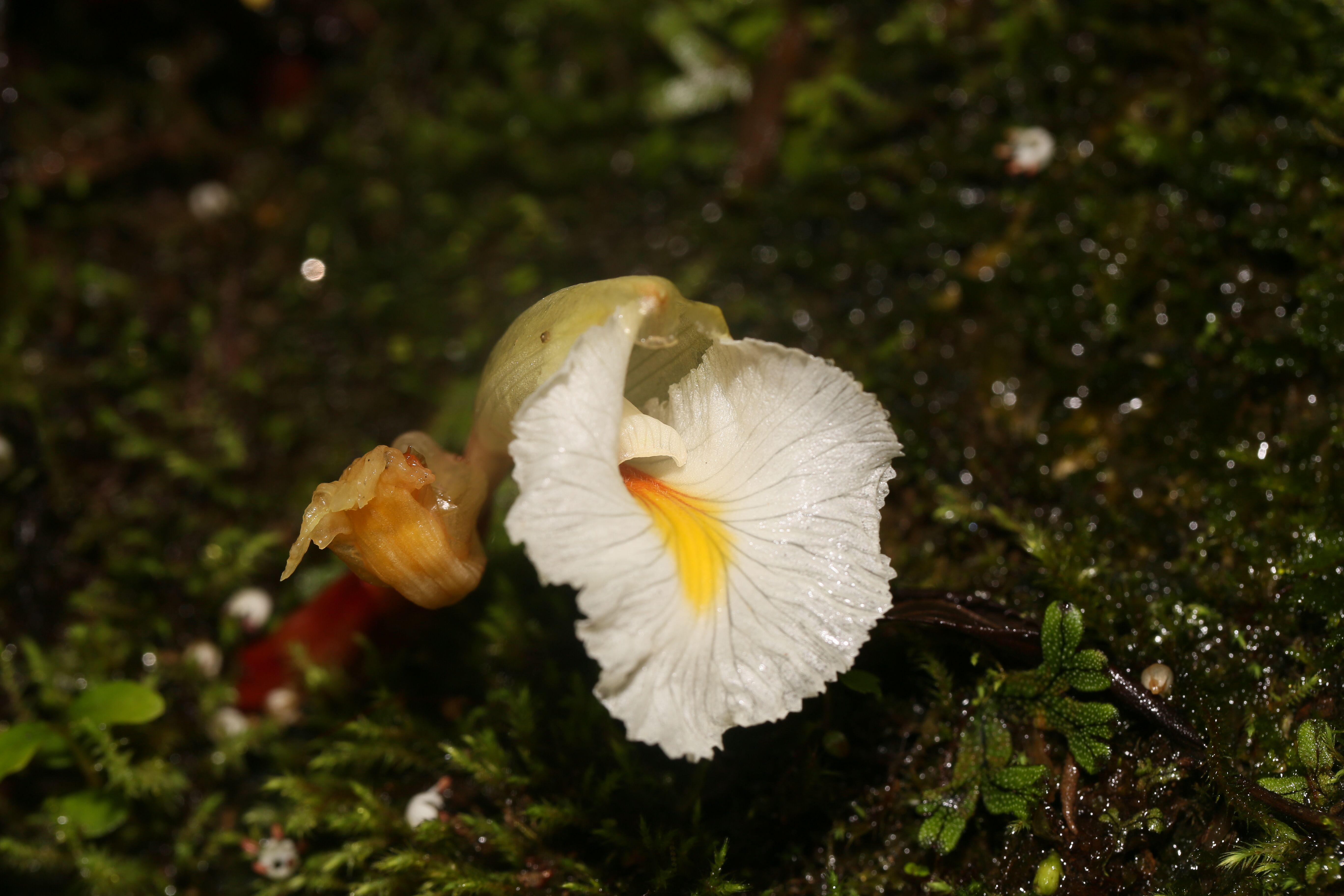 More Efforts Urgently Needed to Discover New Species in Myanmar