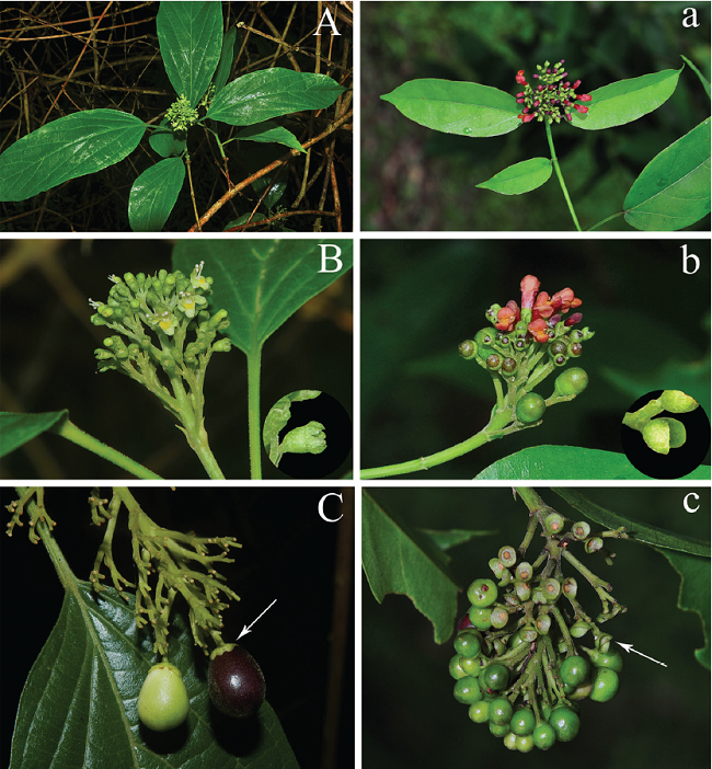 A New Species of Lamiaceae Recorded in Northeastern Myanmar