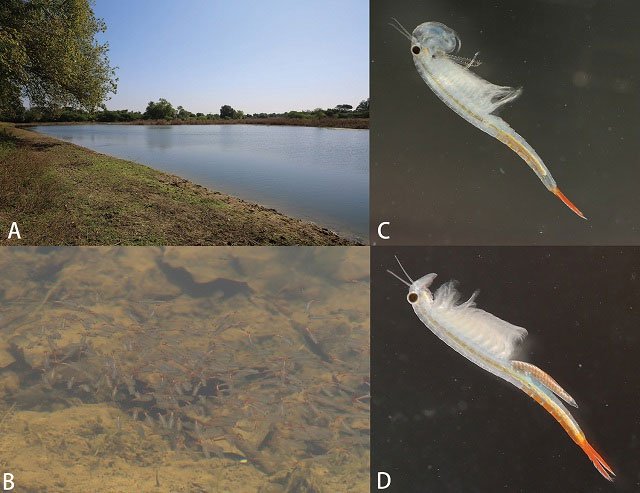 New Shrimp Gets Queenly Name