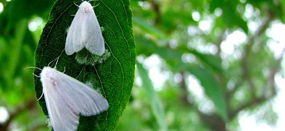 Researchers Evaluate Biological Invasion Risks in Belt and Road Countries