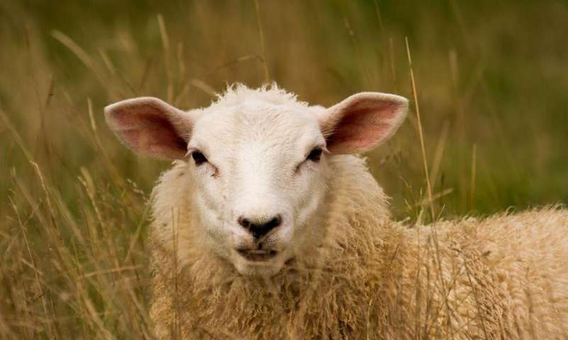 New Study Rewrites Genetic History of Sheep