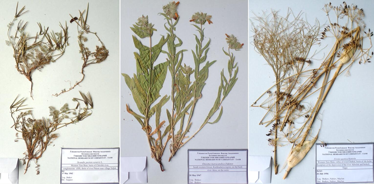 KUN and TASH Open A Green Channel for International Specimens Exchanges under ANSO