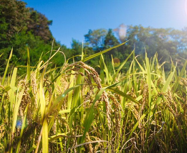 Strigolactone Regulation of Rice Shoot Branching and Plant Architecture Revealed