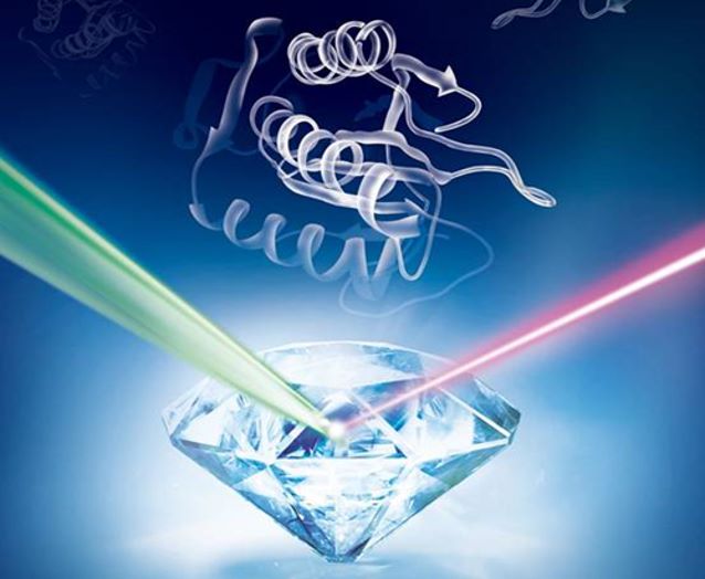 Researchers Observe Spin in Portion of Cell Cycle