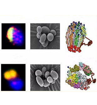 Chinese Scientists Perform Genetic Surgery to Create First Single-chromosome Yeast