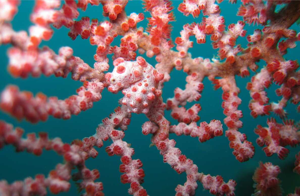 Spot the Pygmy Seahorse: A True Test of Eyesight!