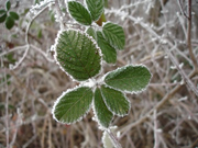 Plant lipid's response to frigid temperature revealed