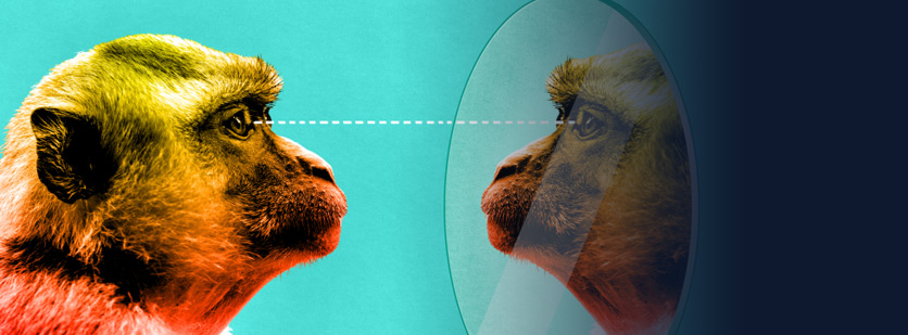Monkeys Show Self-Recognition After Learning Mirror Use