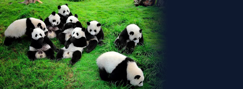 DNA Analysis Reveals Distinct Lineage of Ancient Panda in South China