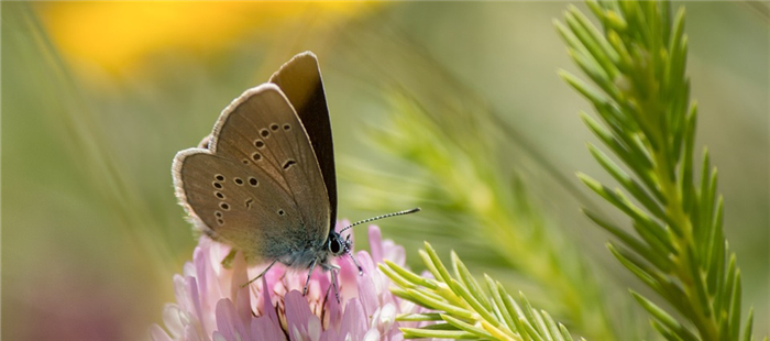 <EM>Science</EM> Editorial: Space for Nature