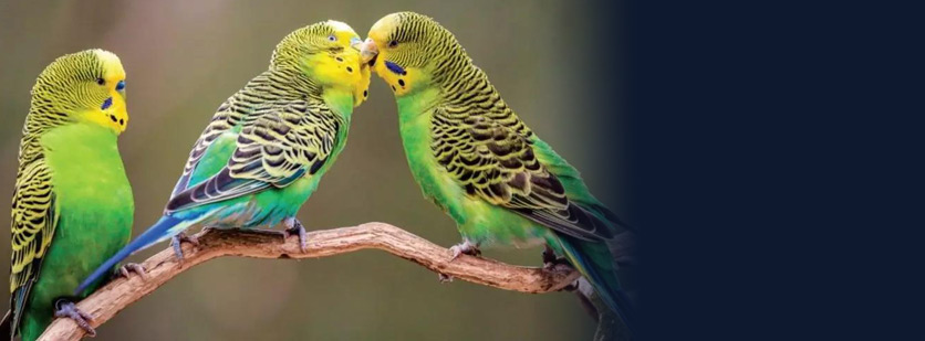 Female Budgerigars Prefer Males with Stronger Cognitive Abilities