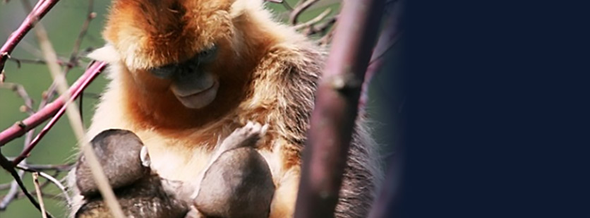 Scientists Find Routine Allomaternal Nursing in an Old World Monkey