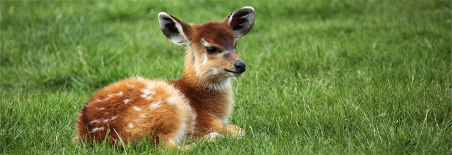 Researchers Map out Deer's Genomes, Lend Clues to Cure Human Diseases