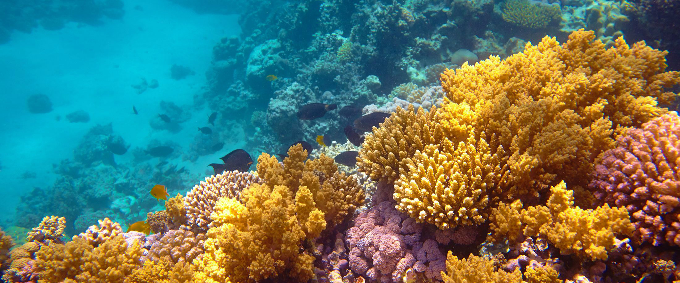 New Research Stations Come into Operation on Nansha Islands