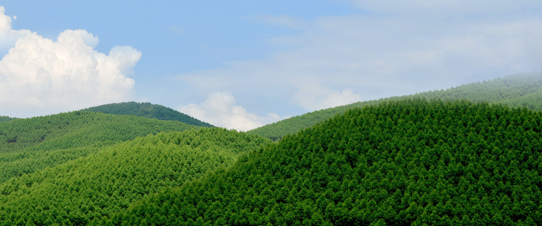 International Collaboration Reveals China's Carbon Balance