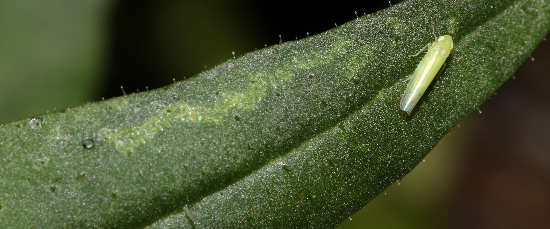 Scientists Decode Chemical Defense Against Plant Sap-sucking Leafhoppers