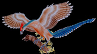 A reconstruction of Jeholornis prima