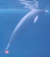 CAS Succeeds Preliminarily in ex-situ Protection of the Yangtze Finless Porpoise