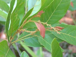 Ex situ conservation of the three-angle oak