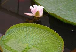 Blossoming water-lily