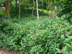 First wild tropical plant garden in China