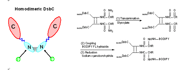 CAS chemists probe protein unfolding with fluorescence spectroscopy