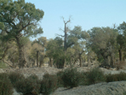 Progress made on fragile ecology research