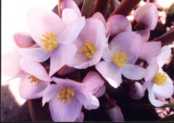 Botanists breed new begonia strains in Kunming