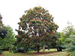 Blossoming sorrowless trees
