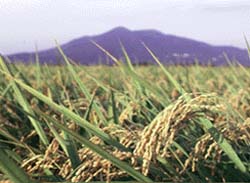 CAS researchers join hands with world peers for finished rice genome