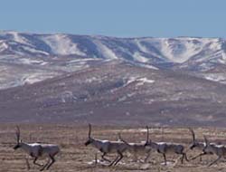 Tibetan antelope's mitochondrial genome sequenced