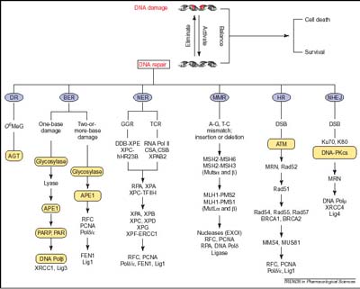 An overview of DNA-repair systems and emerging anticancer targets.