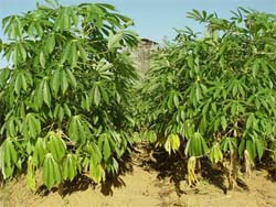 Successful field experiment on transgenic cassava in Haikou, China