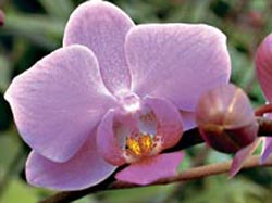 Novel orchid varieties cultivated