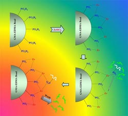New achievement in immobilized metal ion affinity chromatography