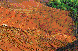 Tropical Paradise against Rubber Plantation