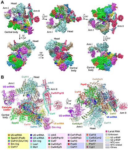 Tsinghua Biologists Solve Genetic Puzzle