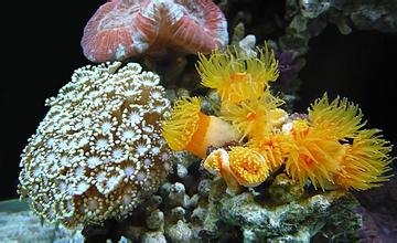 South China Sea Corals on Brink of Extinction