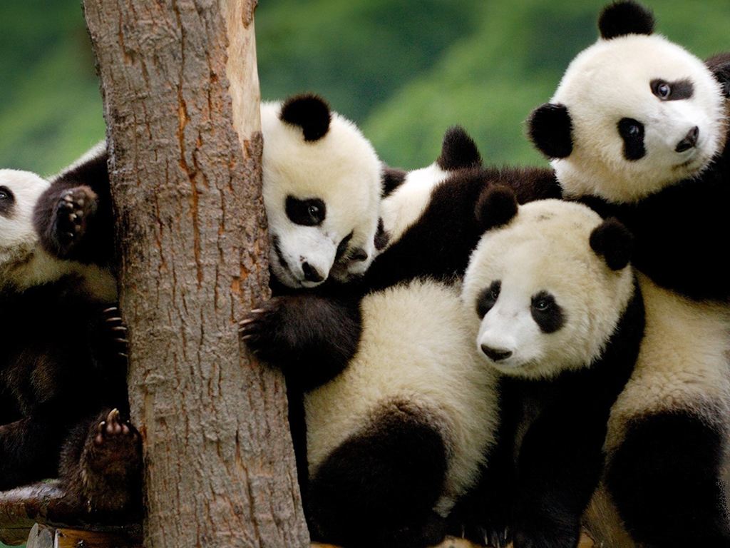 Expert Says Evidence of Giant Pandas' European Origins Lacking